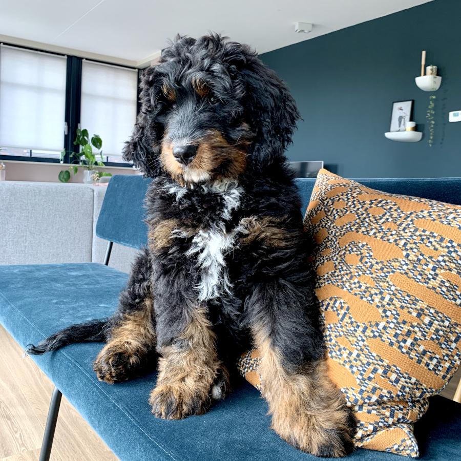 Bodi Australian Bernedoodle puppy