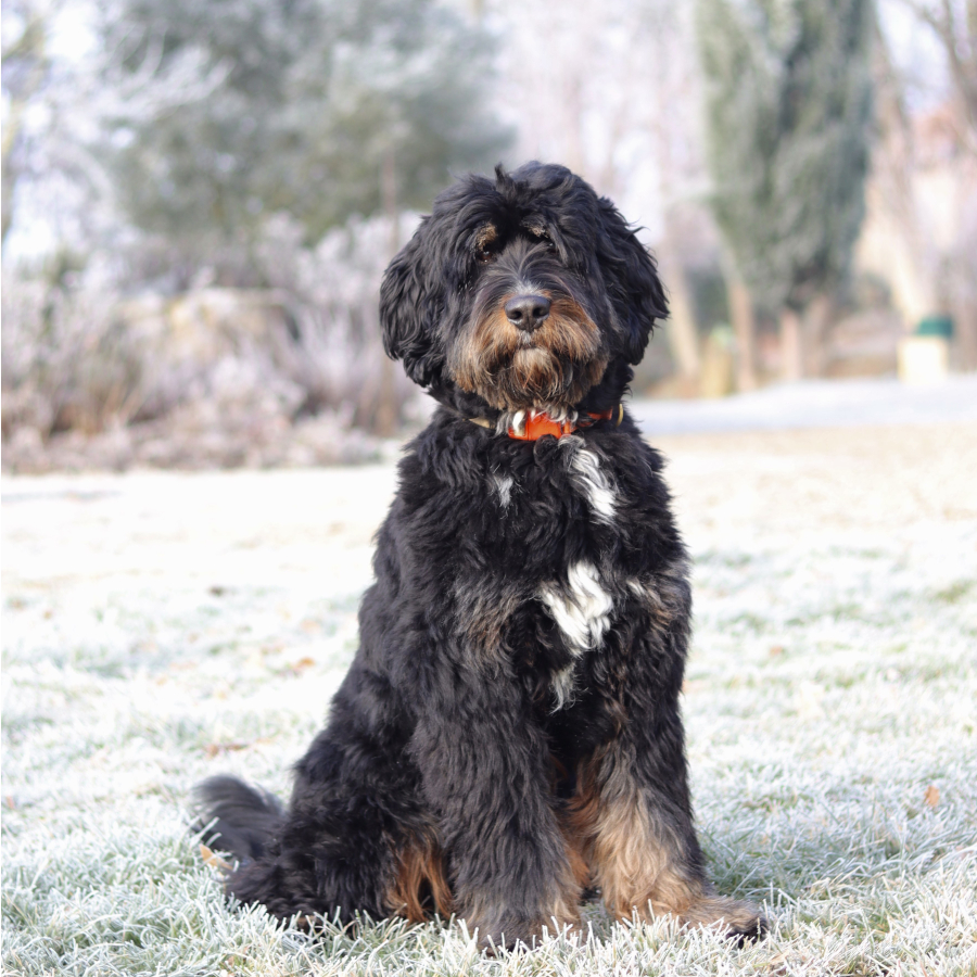 Bodi Australian Bernedoodle winter