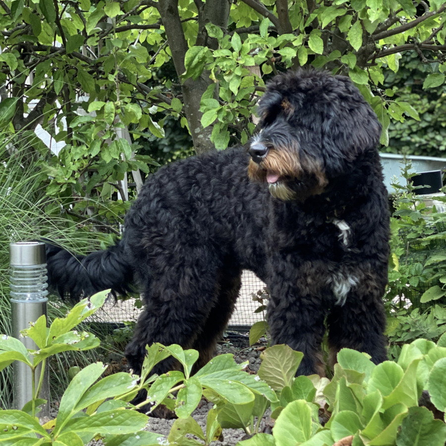 Bodi Australian Bernedoodle summer