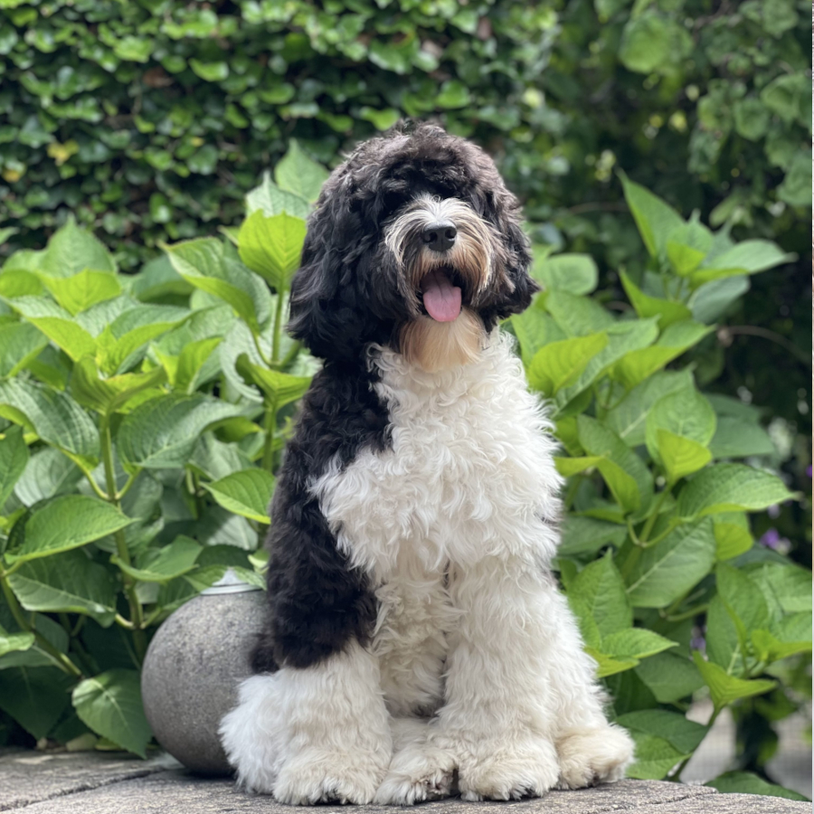 About Nounou Australian Labradoodle France 2