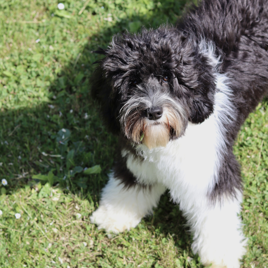 About Nounou Australian Labradoodle France 3