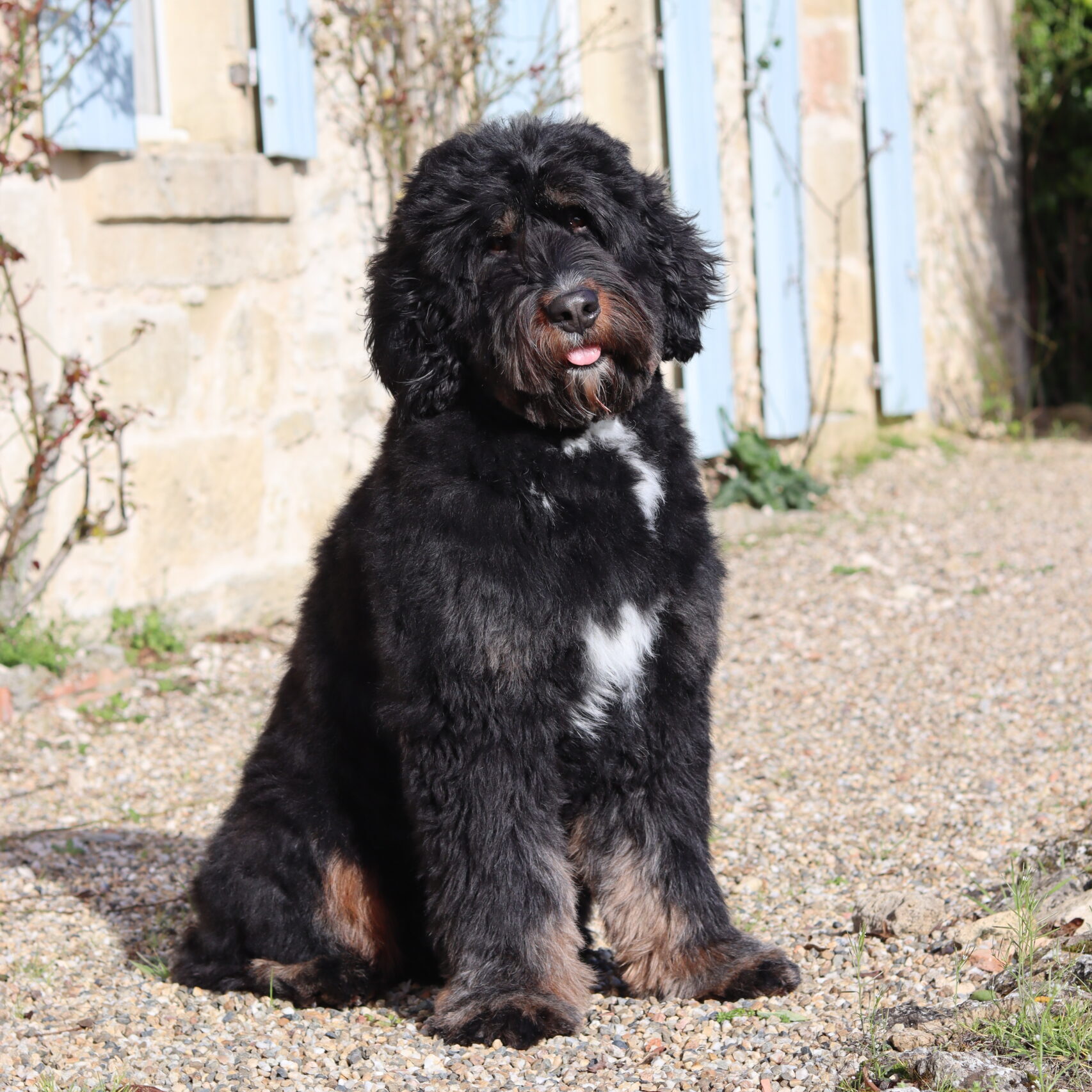 Bodi Bernedoodle France