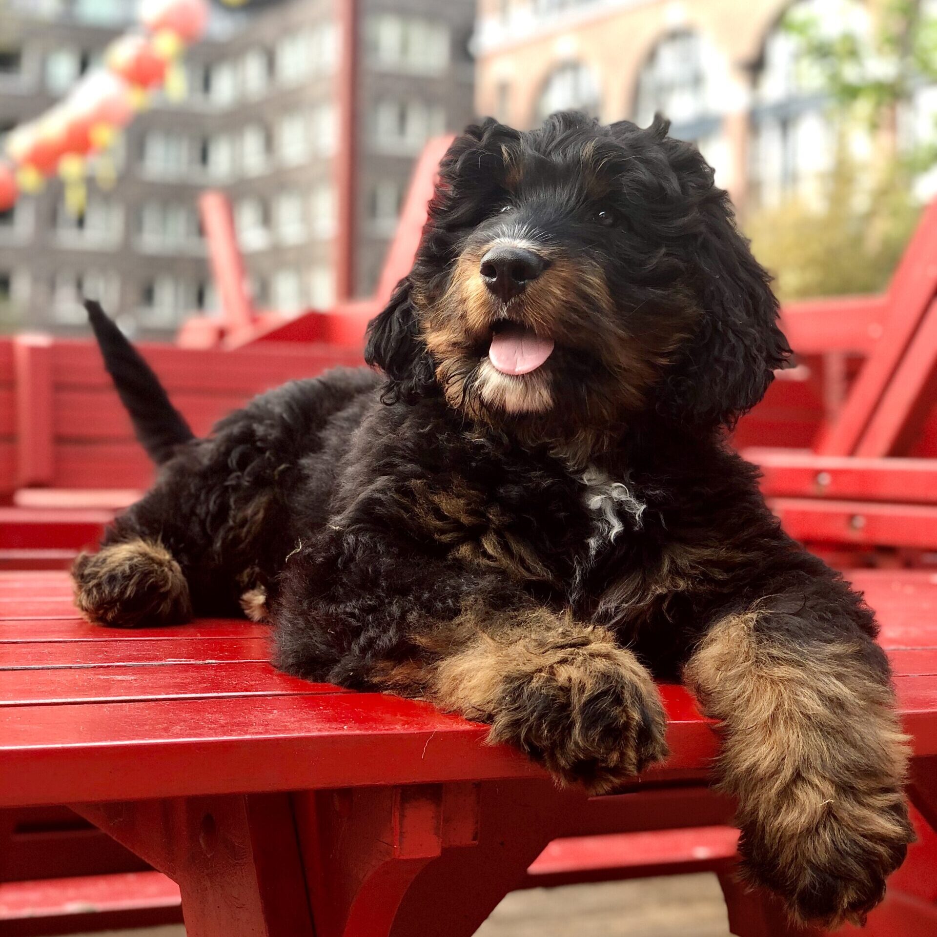 Bodi Bernedoodle