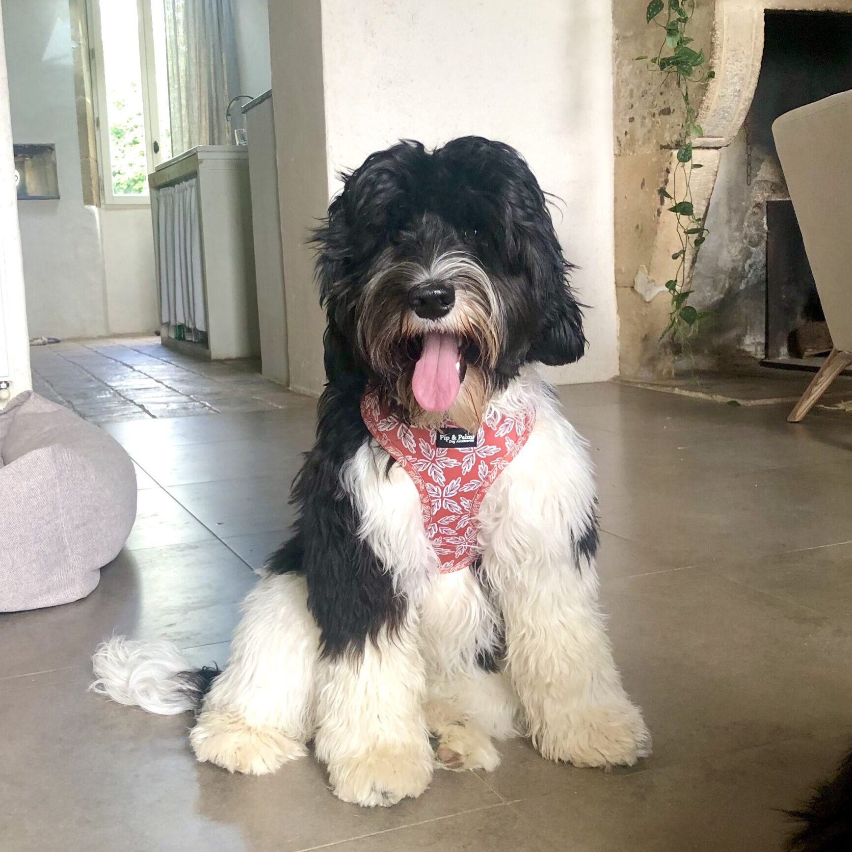 Australian Labradoodle chiot