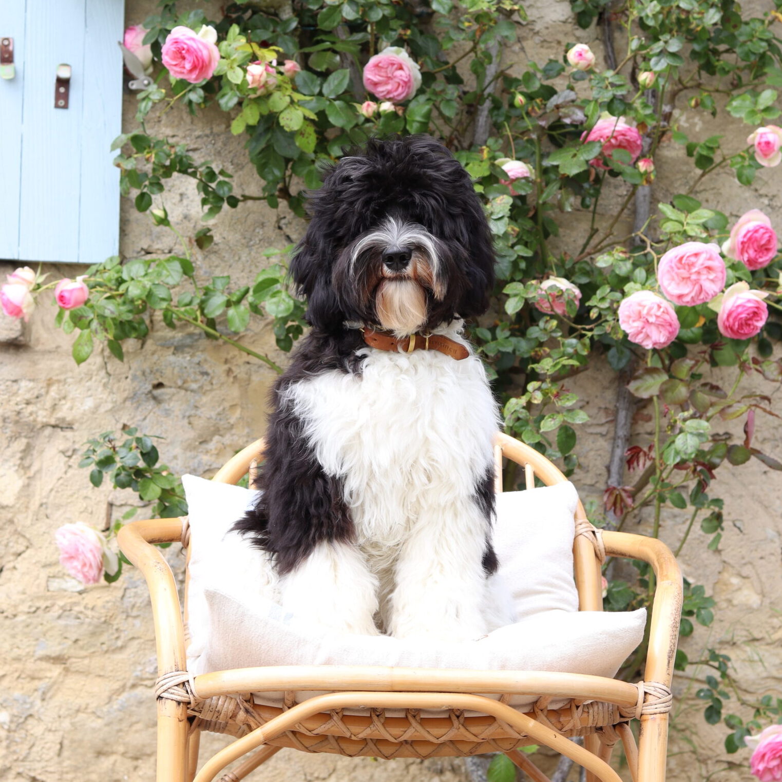 Labradoodle australien chiot