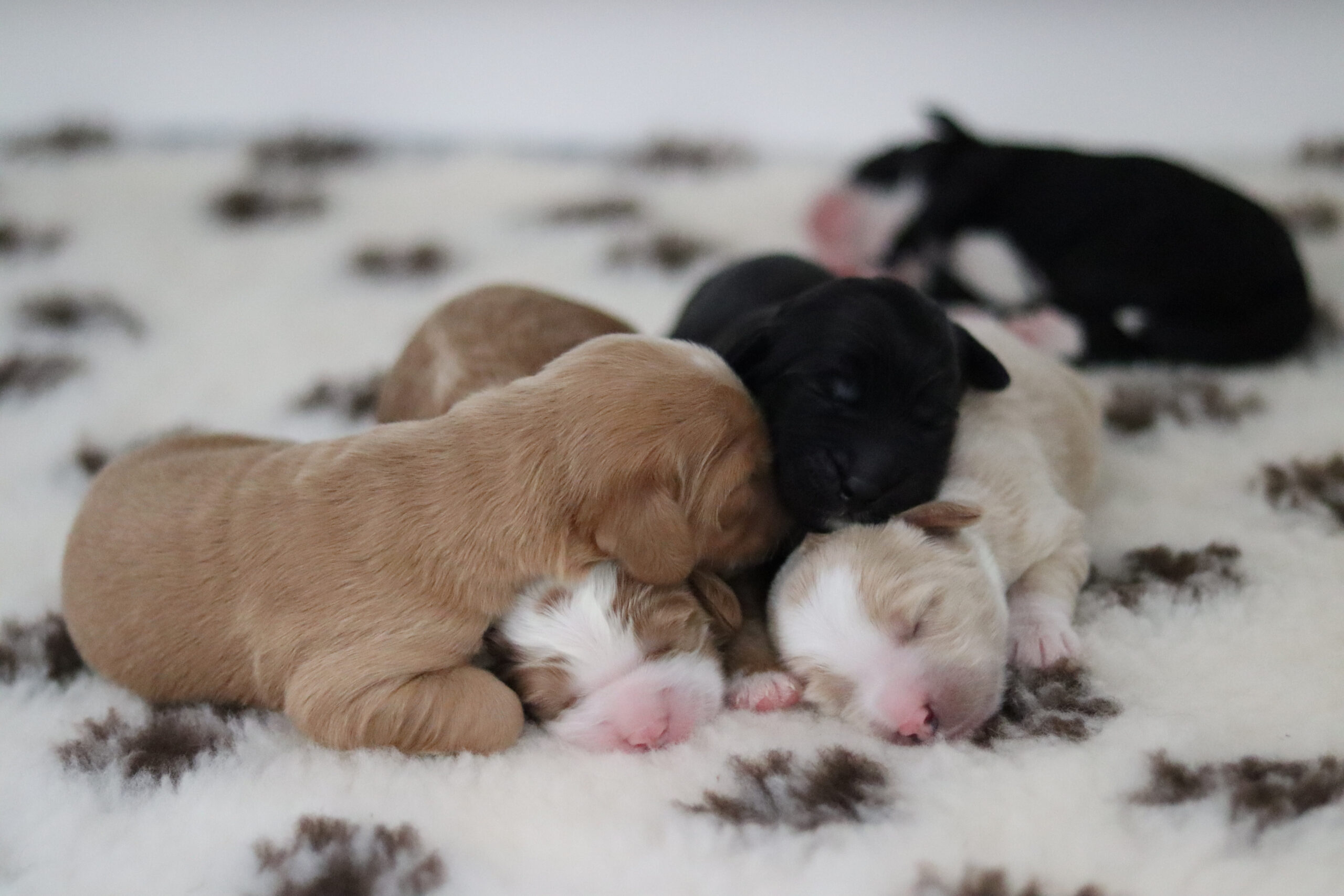 Australian Bernedoodle puppies