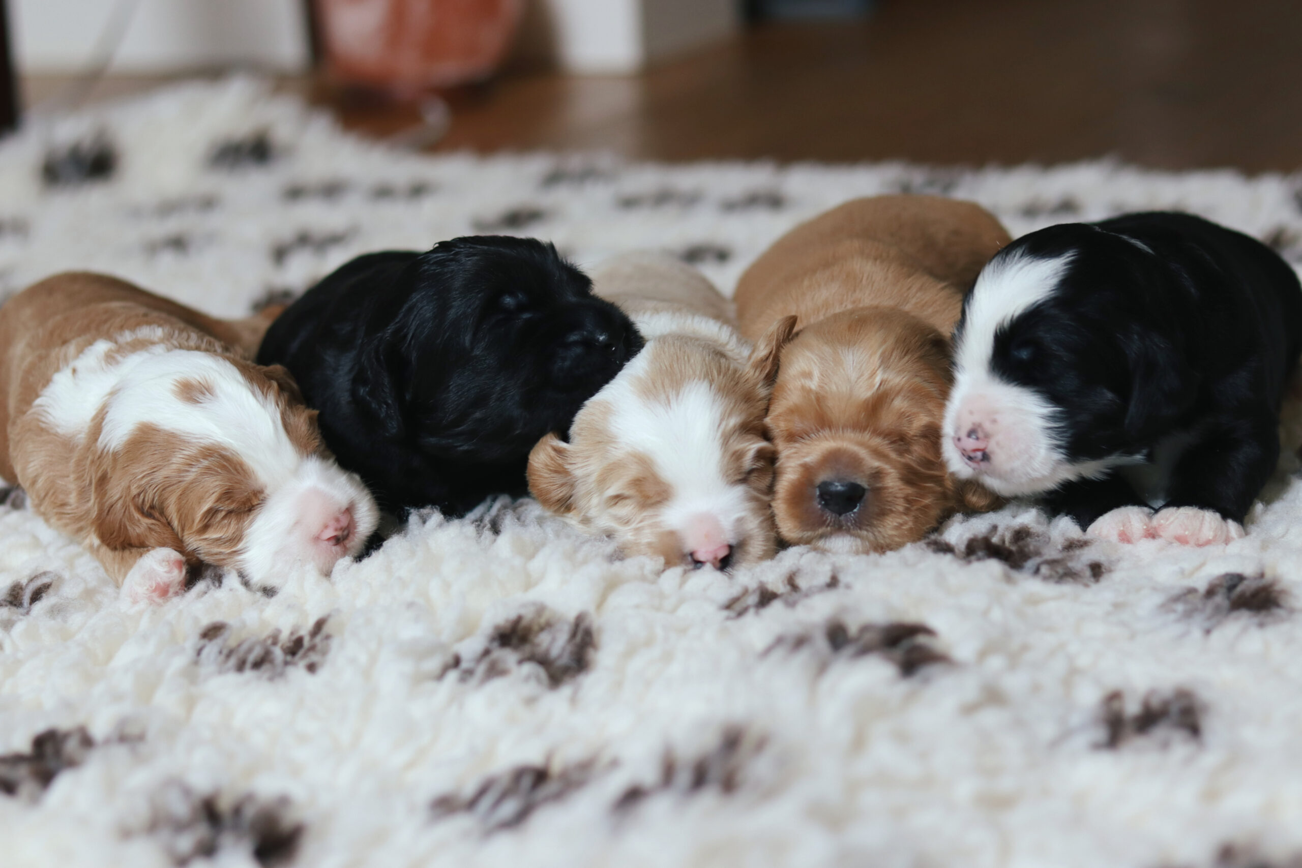 Australian Bernedoodle puppies