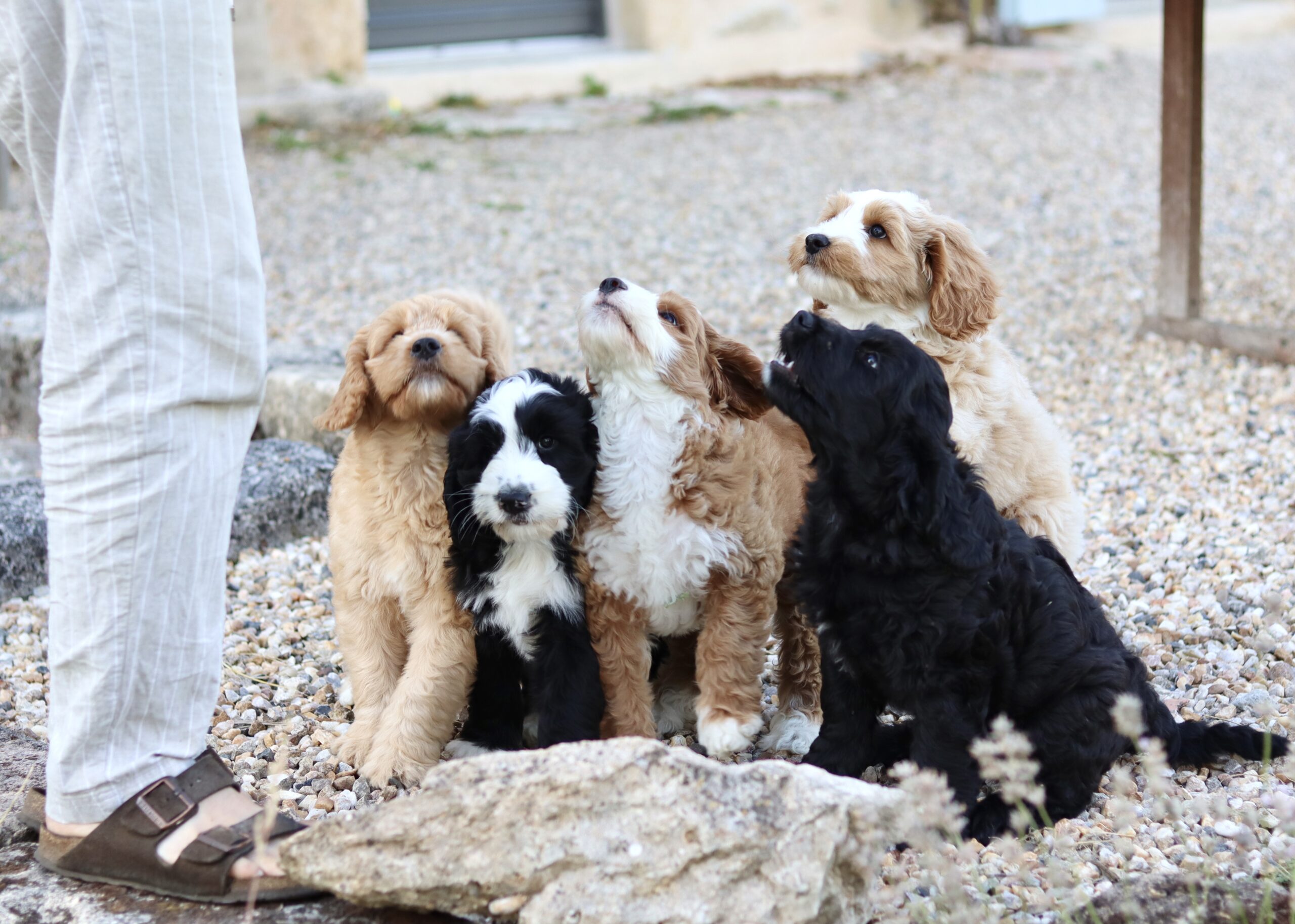 Australian Bernedoodles 8 semaines