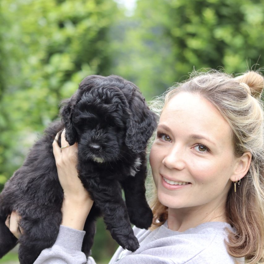 Puppies chiots Labradoodle Bernedoodle